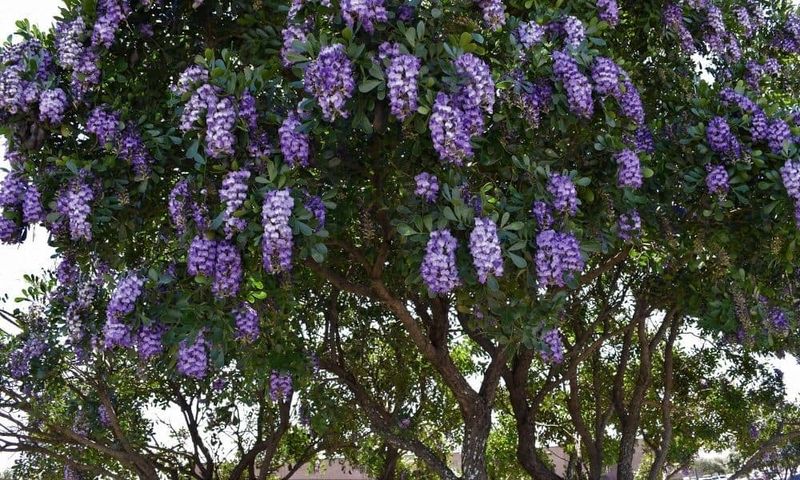 The tree behind the warning is Texas mountain laurel