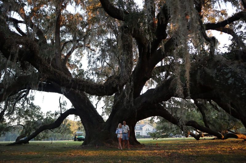 The tree looks modest in a nursery pot—and enormous at maturity