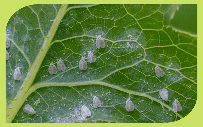 The undersides of leaves can expose a pest problem The undersides of leaves can expose a pest problem