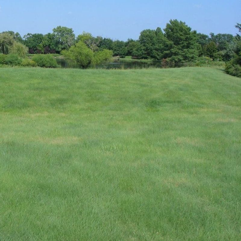 The unnamed native grass is most likely buffalograss