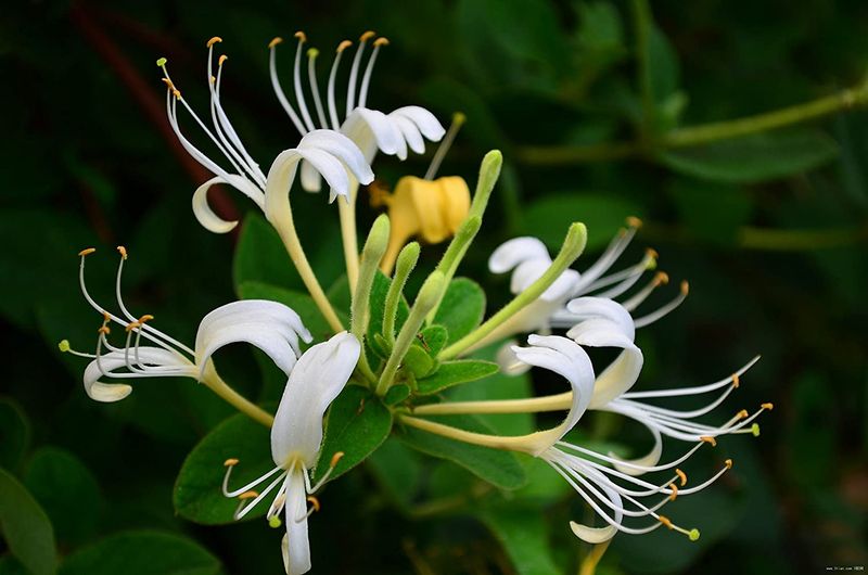 The vine in question is probably Japanese honeysuckle The vine in question is probably Japanese honeysuckle