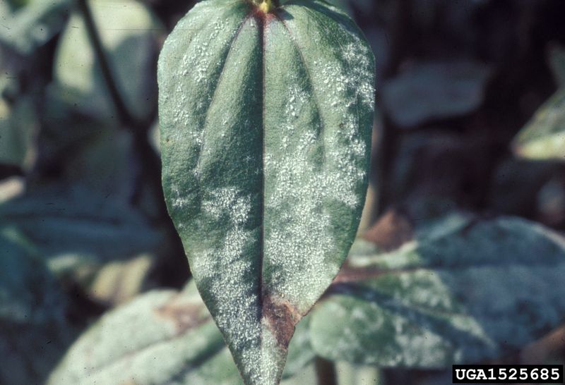 The white film usually signals powdery mildew