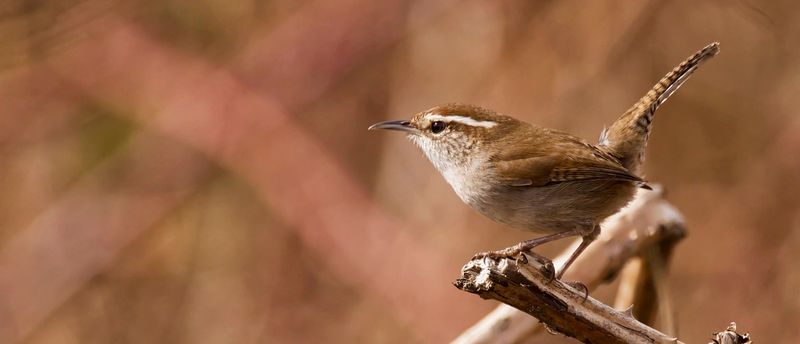 The wren in your roses is a visitor, not a guaranteed pest-control crew