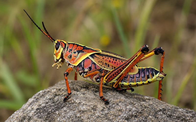 The yellow adults are often eastern lubbers