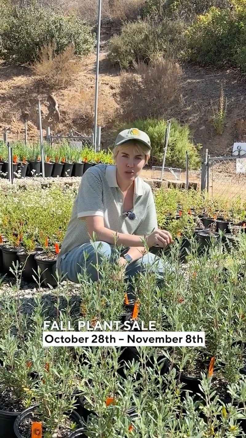 Theodore Payne Foundation Fall Plant Sale