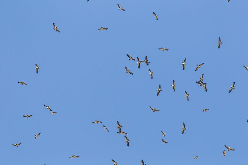 Thermals help Broad-Winged Hawks travel efficiently