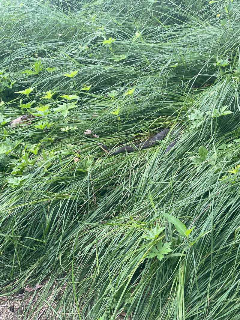 Thick Grass and Weeds Right at the Waterline