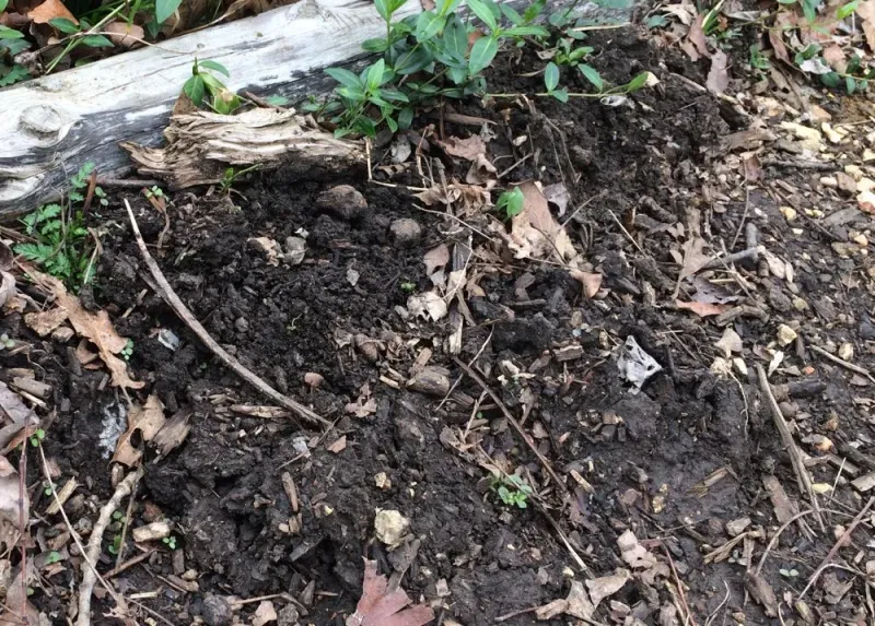 Thick Mulch Layers Thick Mulch Layers