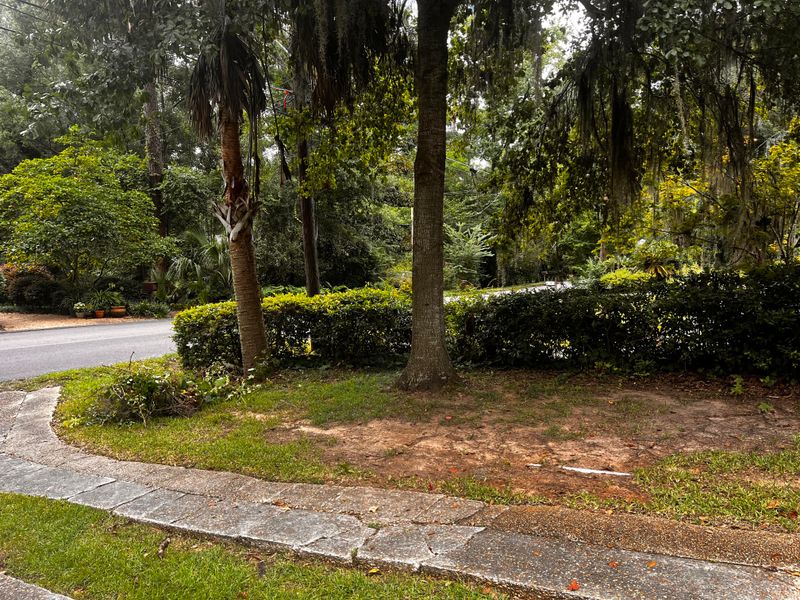 Thin Turf Under Oaks and Palms