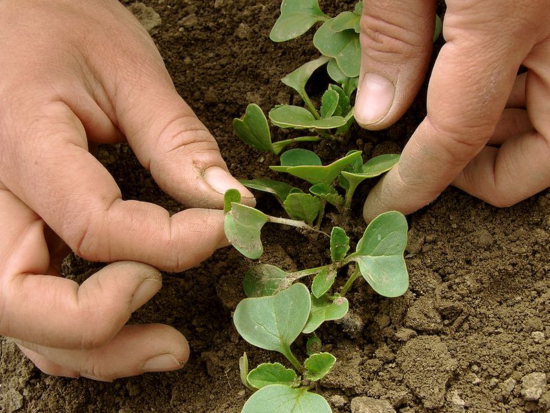 Thin promptly at the recommended seedling stage