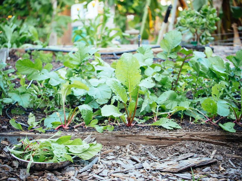 Thin seedlings and break the surface crust carefully