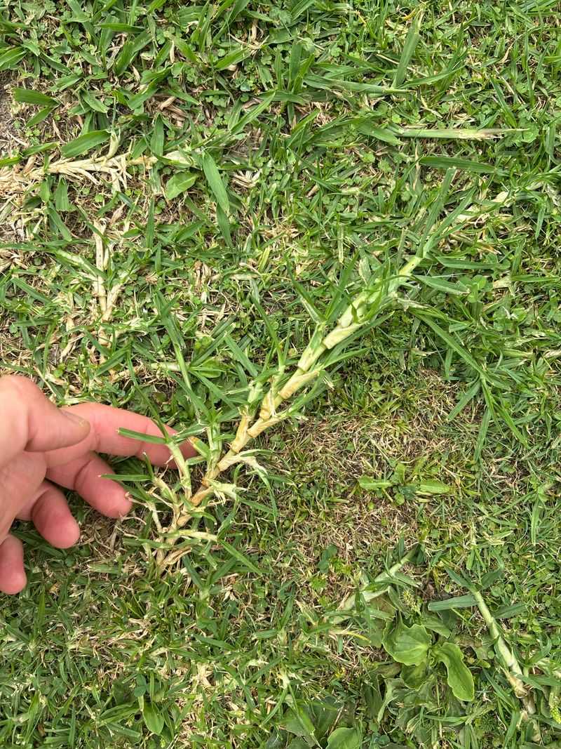 Thin turf gives weeds an opening