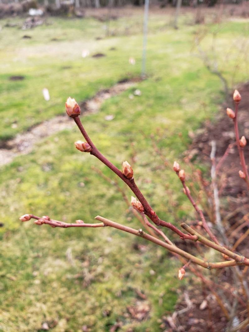 Thin weak wood without cutting away next year’s berries