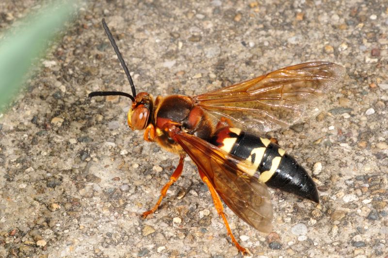 Those big lawn flyers may be cicada killers