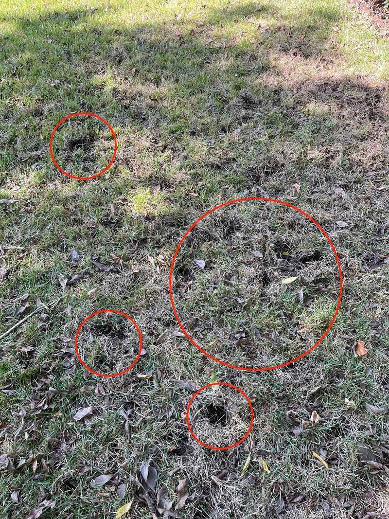 Those fresh craters are a clue, not a diagnosis