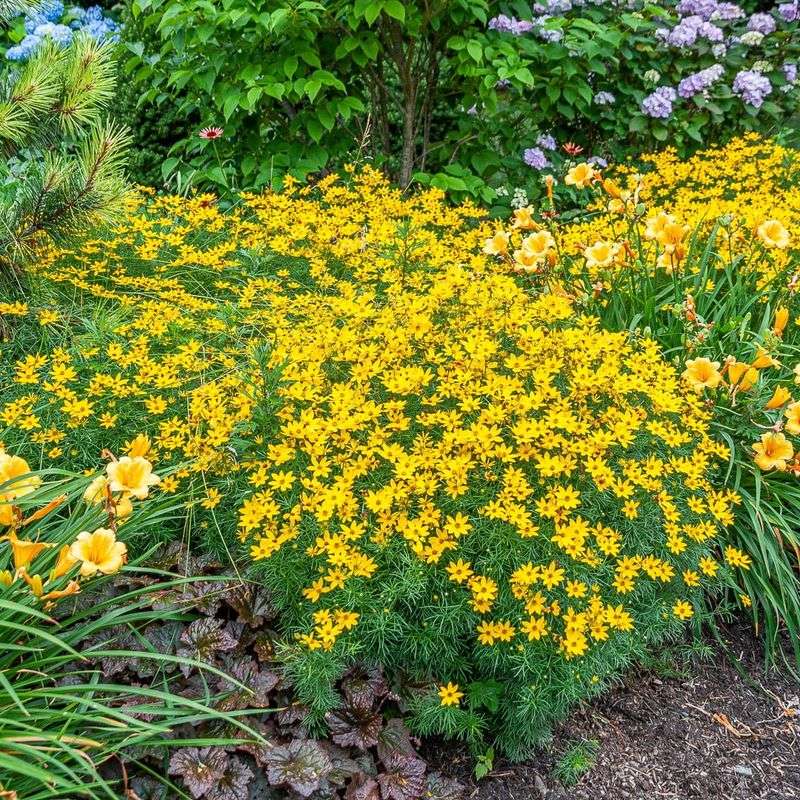 Threadleaf Coreopsis