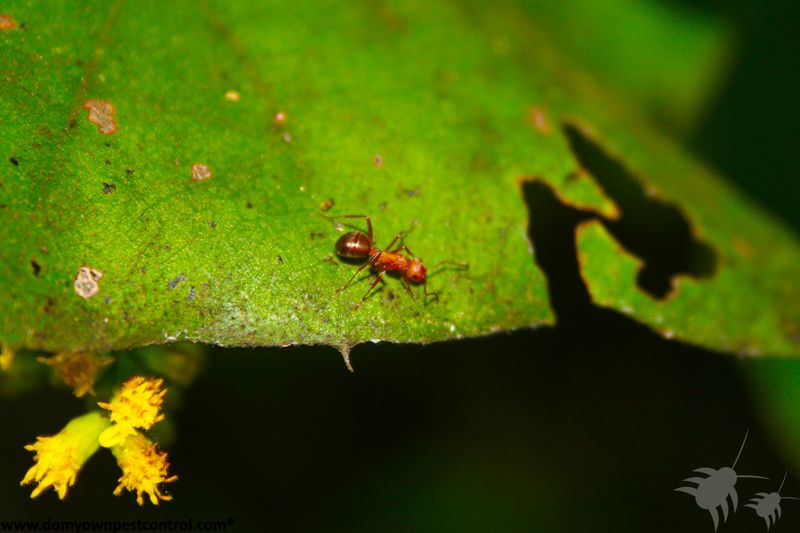 Three clues strongly support the leafcutting-ant identification