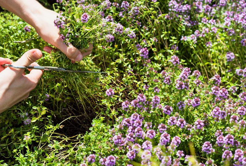 Thyme