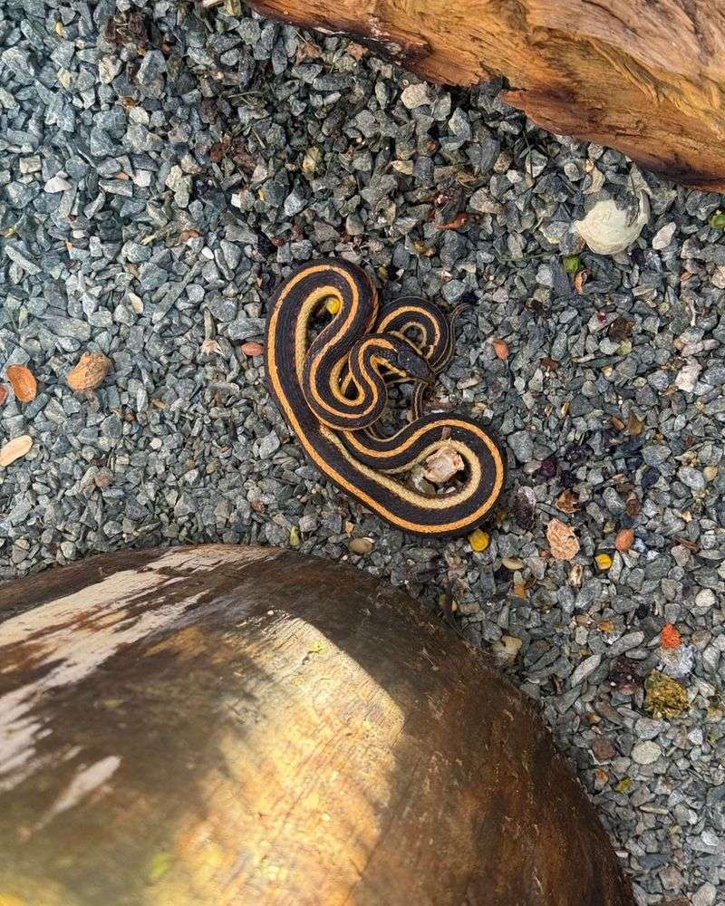 Tiny Snake Droppings on Warm Flat Surfaces