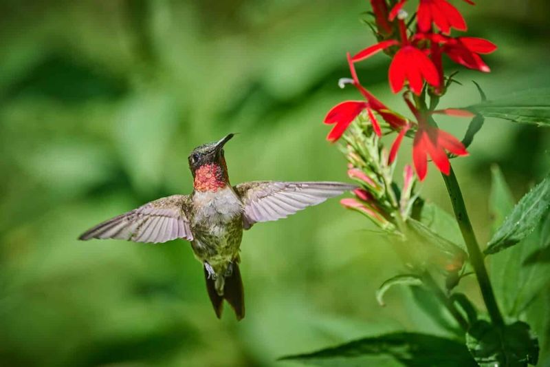 Too Far From Any Native Nectar Plants