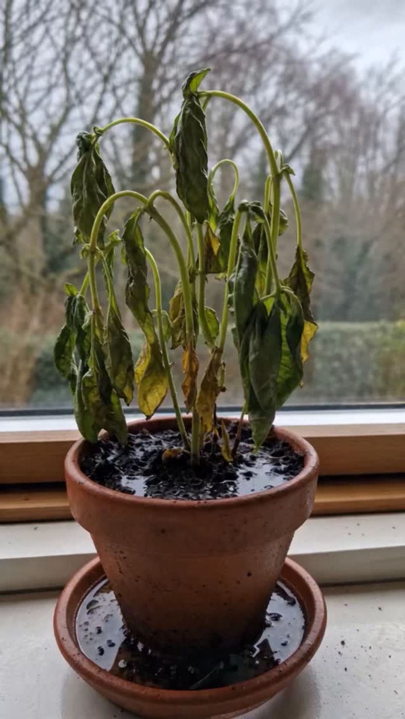 Too Much Water Can Produce a Thirst-Like Wilt