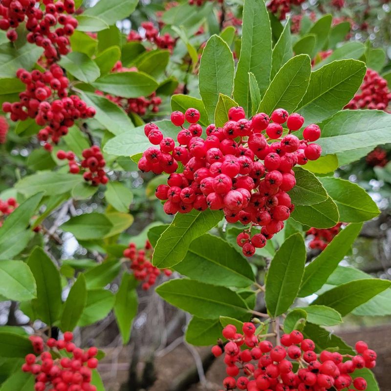 Toyon (Heteromeles arbutifolia)