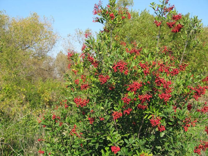 Toyon (Heteromeles arbutifolia)