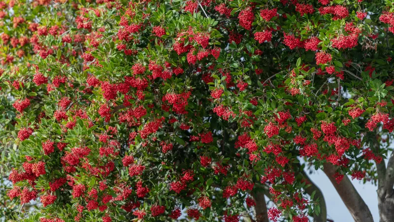 Toyon Toyon