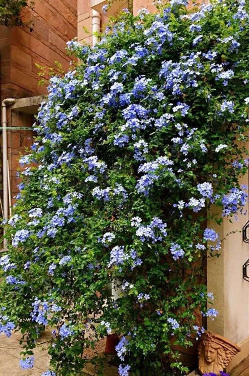 Trailing Lantana Blue Plumbago