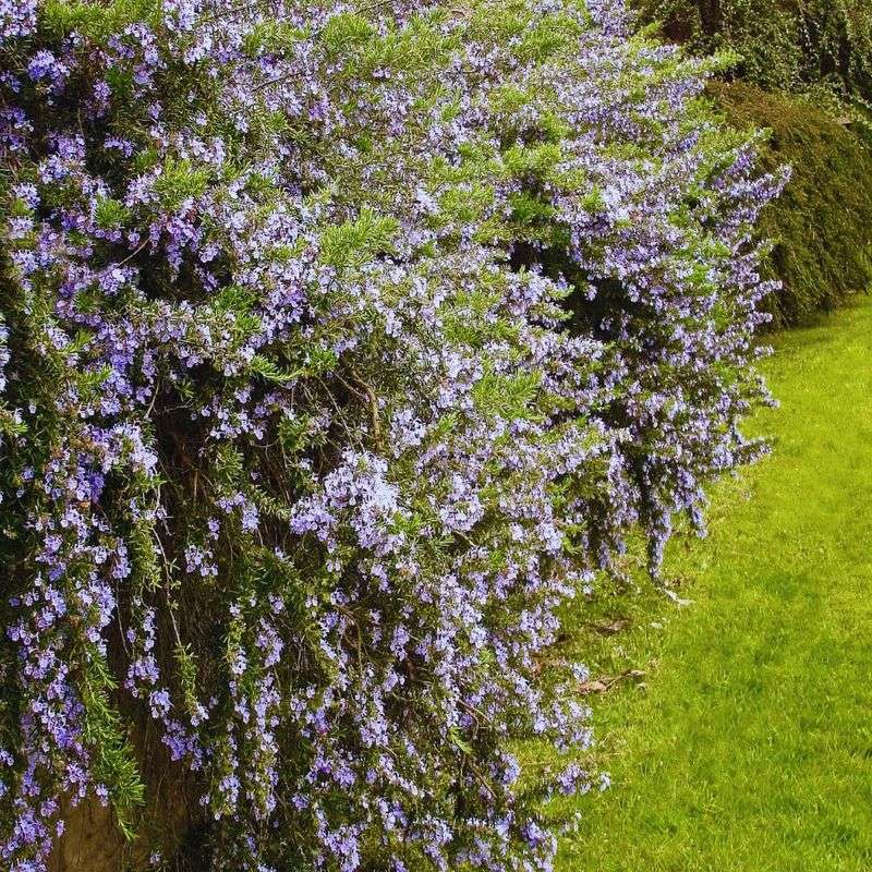 Trailing Rosemary (Rosmarinus officinalis 'Prostratus')
