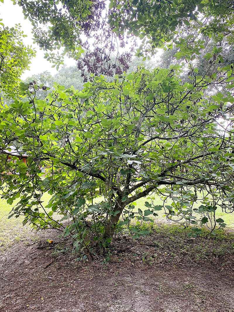 Train a manageable bush when winter damage is common
