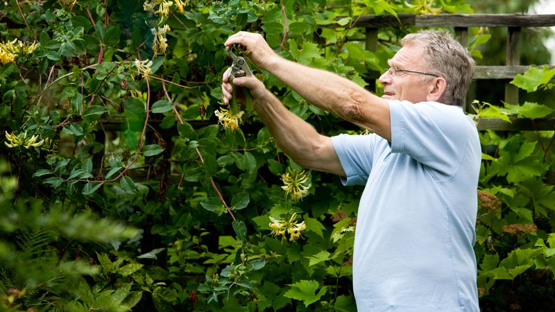 Train and Prune the Twining Growth