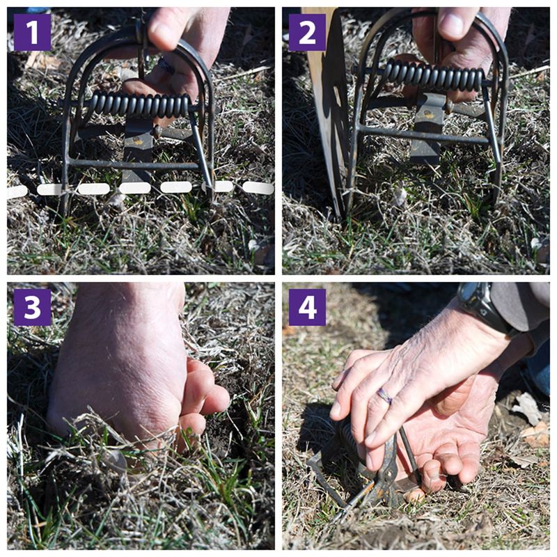 Trap active moles only when damage justifies control