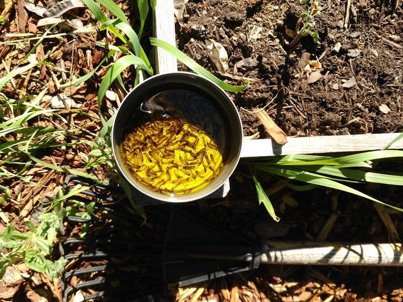 Trap earwigs repeatedly