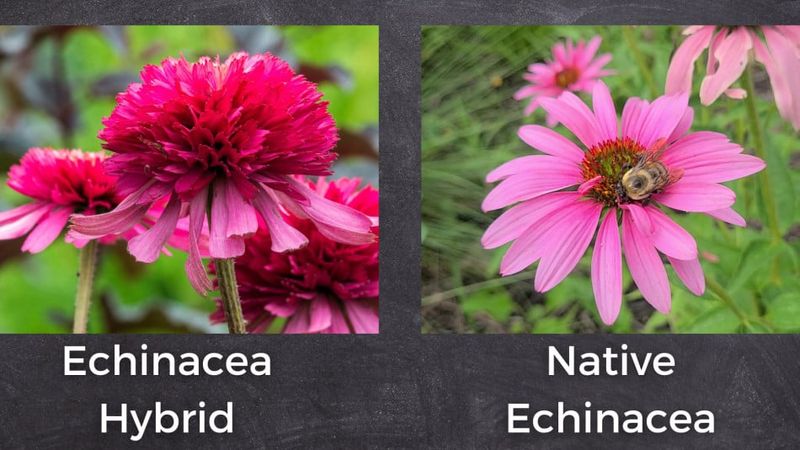 Treat Cultivar Differences as an Open Question