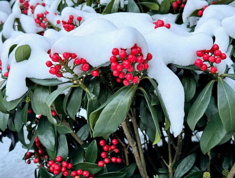 Treat Ice and Wind as Risks, Not a Test Inkberry Can Guarantee