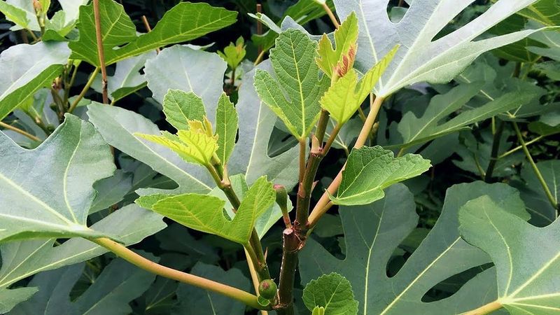 Treat abundant leaves as a clue, not a diagnosis