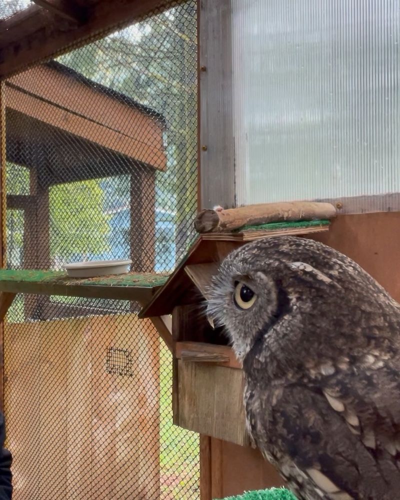 Treat an occupied box as protected wildlife habitat