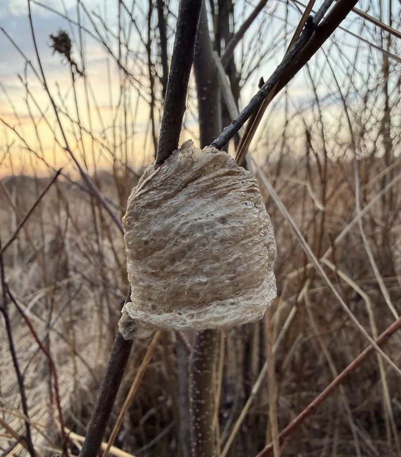 Treat an ootheca as habitat, not a guarantee of pest control Treat an ootheca as habitat, not a guarantee of pest control