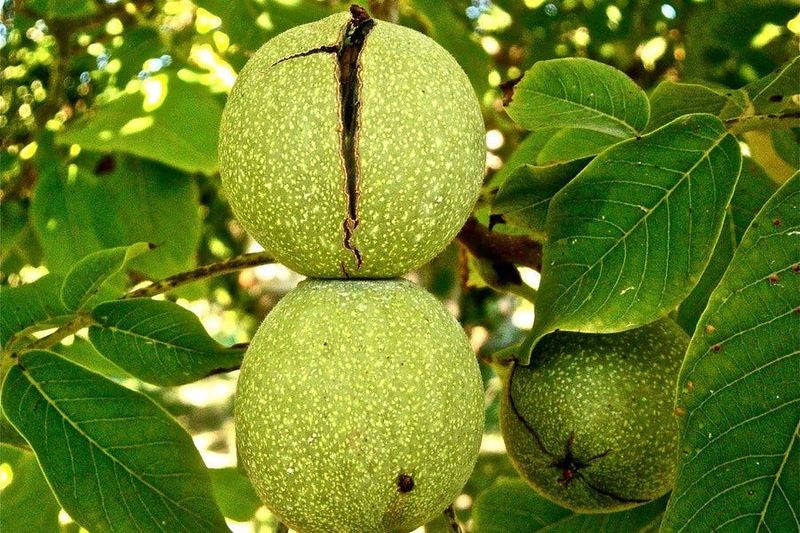 Treat black walnut as a separate possibility Treat black walnut as a separate possibility