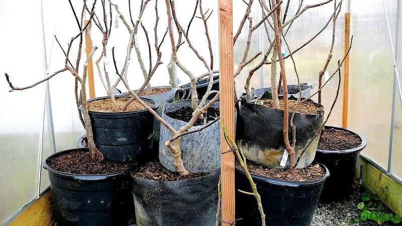 Treat container figs as a separate winter case Treat container figs as a separate winter case