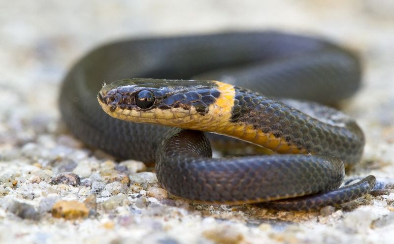 Treat every unidentified small snake cautiously