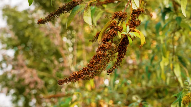 Treat fall deadheading as seed management, not a cure-all Treat fall deadheading as seed management, not a cure-all
