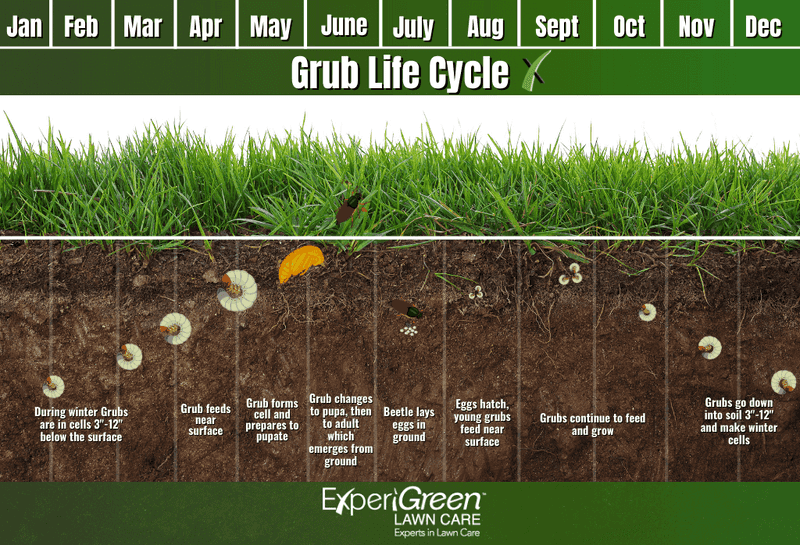 Treat fall grubs as a separate lawn problem