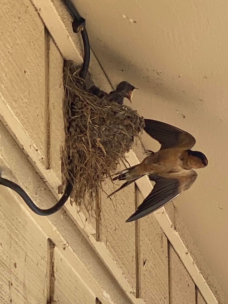 Treat fall swallows as wildlife neighbors, not a mosquito forecast