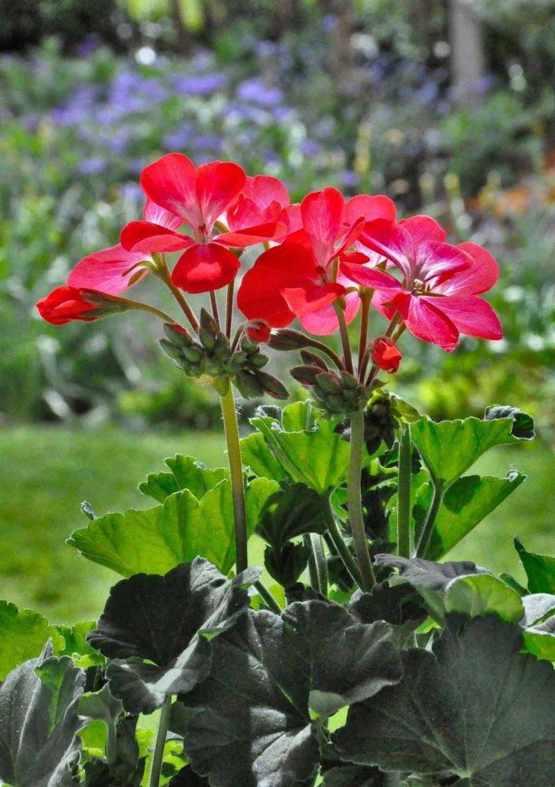 Treat frost as the deadline, not a problem fertilizer can solve