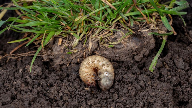 Treat grubs only when the lawn has a justified problem