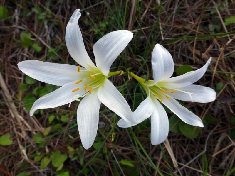 Treat identification and handling as part of the planting plan
