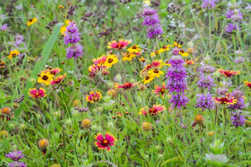 Treat its bee appeal as useful, not unrivaled