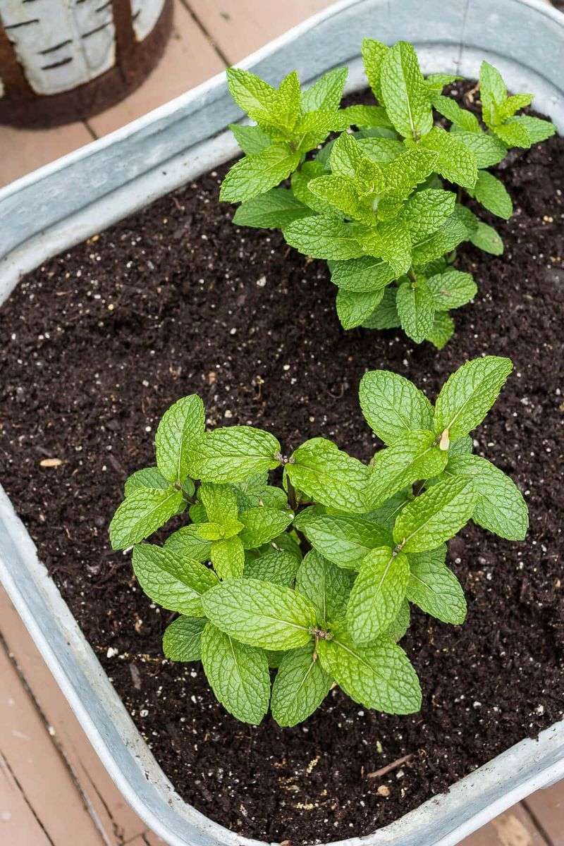 Treat mint as a useful herb, not a pest guarantee